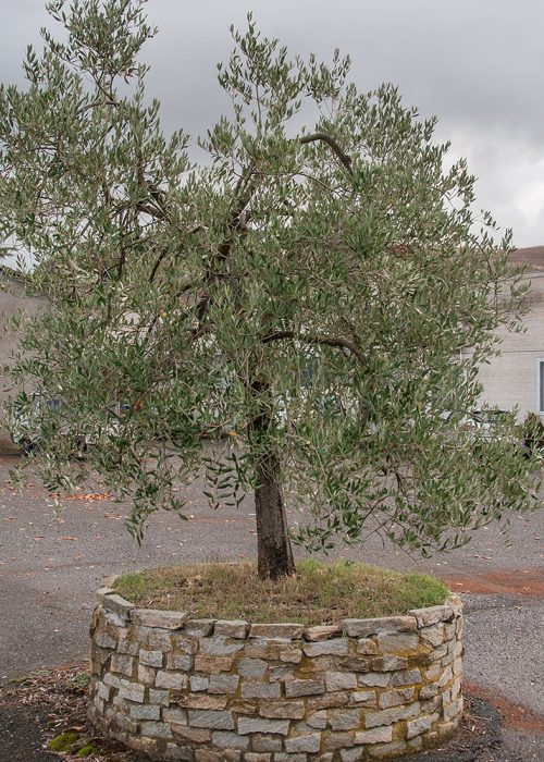 La sede Oleificio Volterra