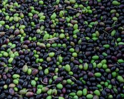 Olive Oleificio Volterra