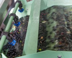 Lavaggio olive Oleificio Volterra